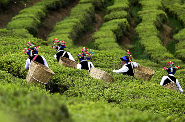 国际茶日·初品色喷鼻香

味 再品精气神丨寻山问水，给世界一杯云南好茶
