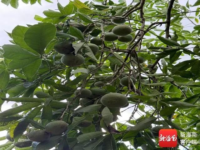 “树上冰淇淋”在琼海上市，12种口味等你来尝