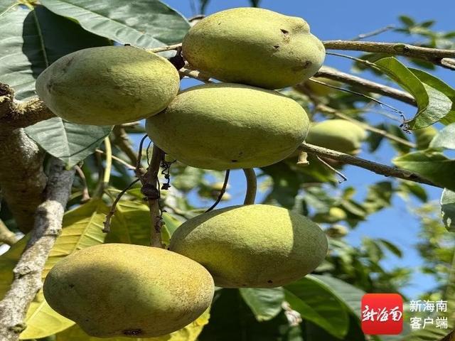 “树上冰淇淋”在琼海上市，12种口味等你来尝