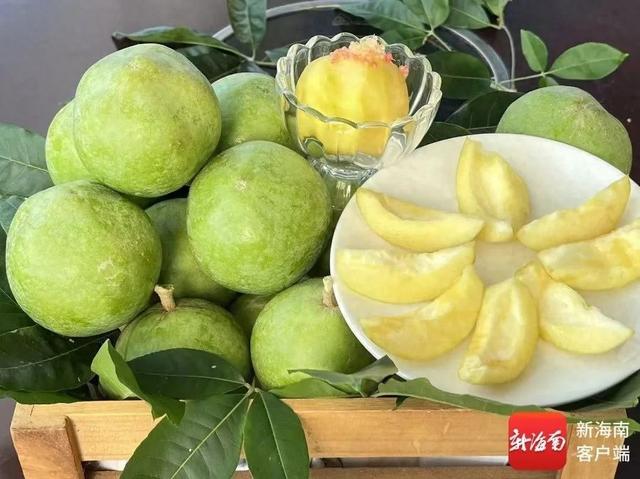 “树上冰淇淋”在琼海上市，12种口味等你来尝