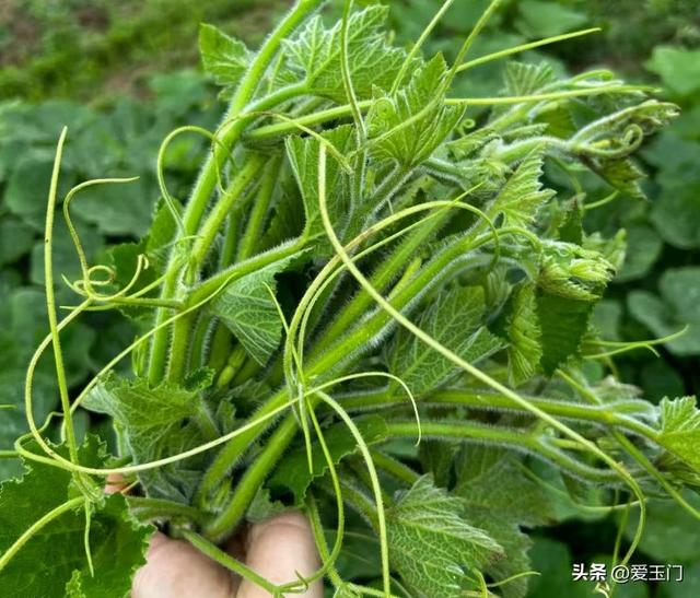 端午前后，遇到这菜别手软，一清热解暑、二明亮眼睛、三清肺戒烟