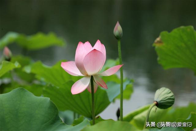 本年端午不一

般，有3个特色
，牢记
：1不出，2不送，3不吃，别年夜
意