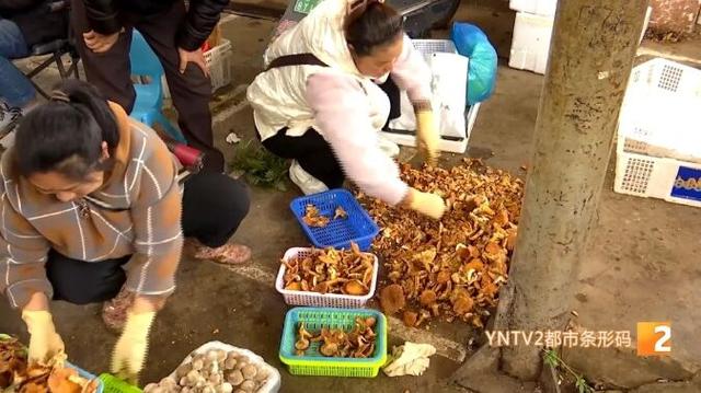 云南人的快活
又加码！这朵“小清爽
”开始亮相