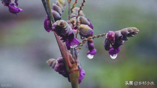 本日端午节，老人说最怕“端午节一日雨”，端午节下雨有啥预兆？