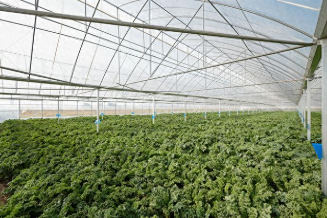实现羽衣甘蓝零农残种植
，喜茶深入上游主动升级
质料品格