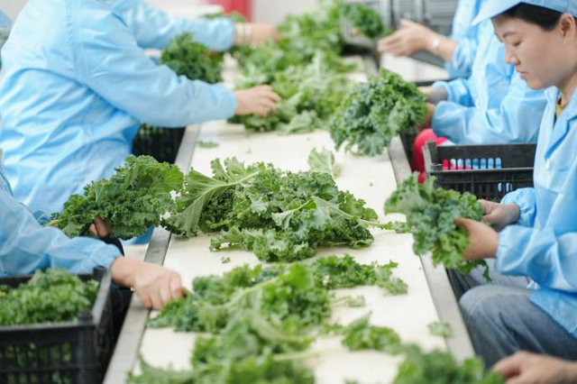 实现羽衣甘蓝零农残种植
，喜茶深入上游主动升级
质料品格