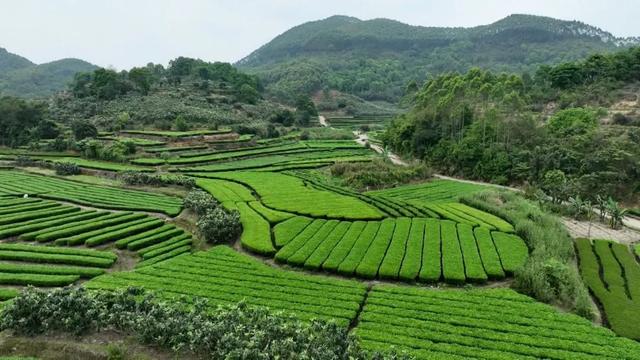 云霄县第九届黄观音茶王赛火热开赛