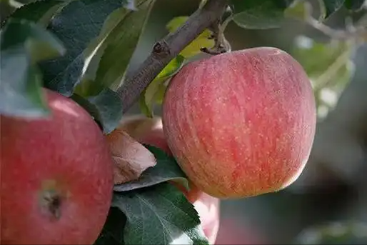 玉米是血脂“杀手”？大夫劝告

：如果不想血脂飙升，这3物要多吃