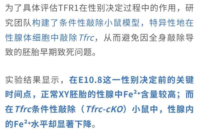 父染色体决议
孩子性别被冲破?母孕期铁元素缺少
能让儿子变女儿