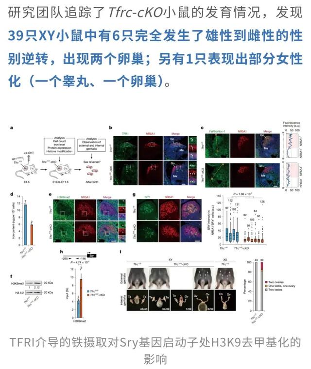 父染色体决议
孩子性别被冲破?母孕期铁元素缺少
能让儿子变女儿