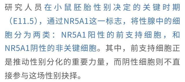 父染色体决议
孩子性别被冲破?母孕期铁元素缺少
能让儿子变女儿