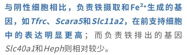 父染色体决议
孩子性别被冲破?母孕期铁元素缺少
能让儿子变女儿