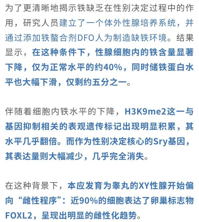 父染色体决议
孩子性别被冲破?母孕期铁元素缺少
能让儿子变女儿