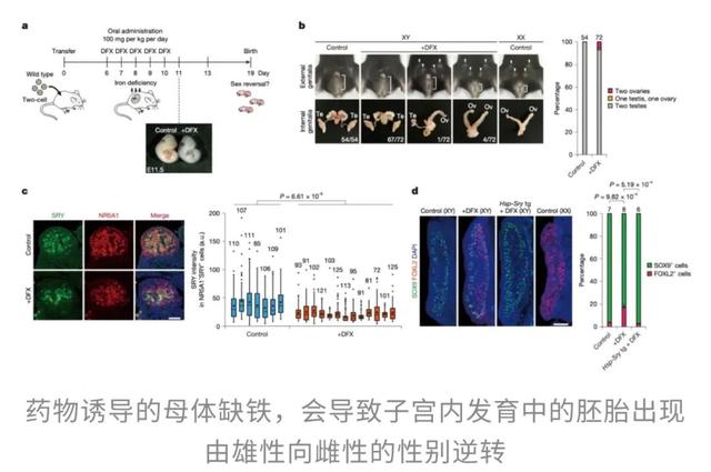 父染色体决议
孩子性别被冲破?母孕期铁元素缺少
能让儿子变女儿