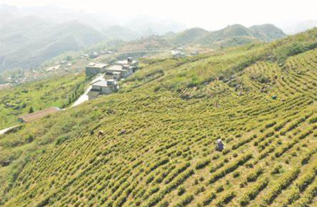 河南驻村书记每天免费“蹭饭”，国平易近

日报点名，村平易近
却抢着宴客