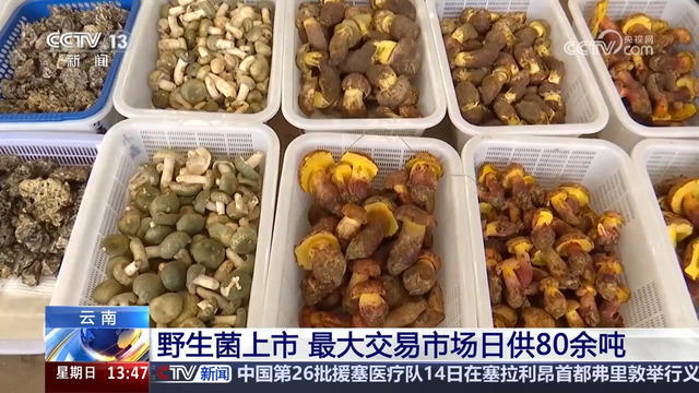 云南野生菌上市吸引旅客
居

平易近
来尝鲜 交易市场迎来小高峰