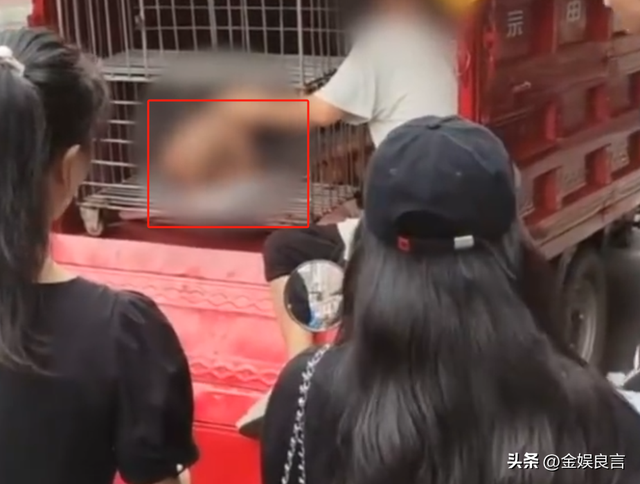 多名赤裸幼童被关铁笼，目击者拦截

报警，父亲：自行爬入并非强制