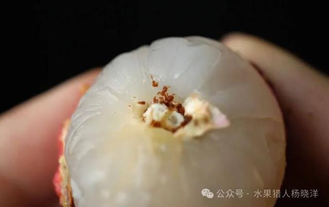 “原来
我不绝在吃荔枝虫子？”本日很多人不淡定了！专家回应