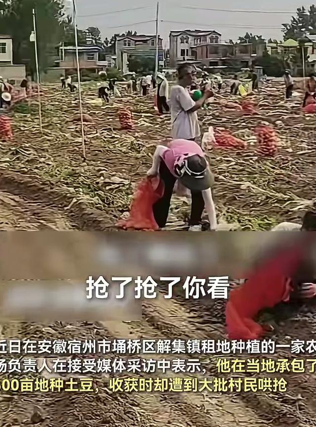 安徽500亩土豆遭哄抢后续：损掉
100万斤，警方通报，村夷易近
回应起因