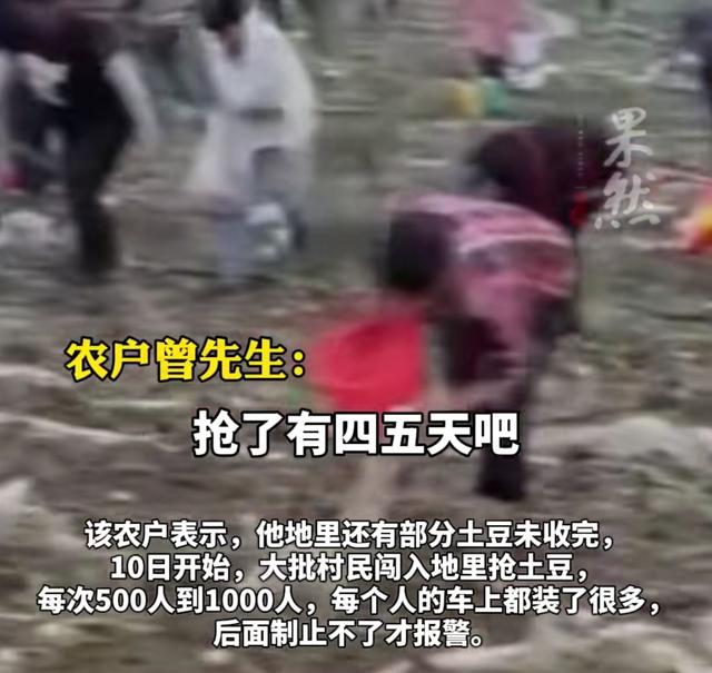 安徽500亩土豆遭哄抢后续：损掉
100万斤，警方通报，村夷易近
回应起因