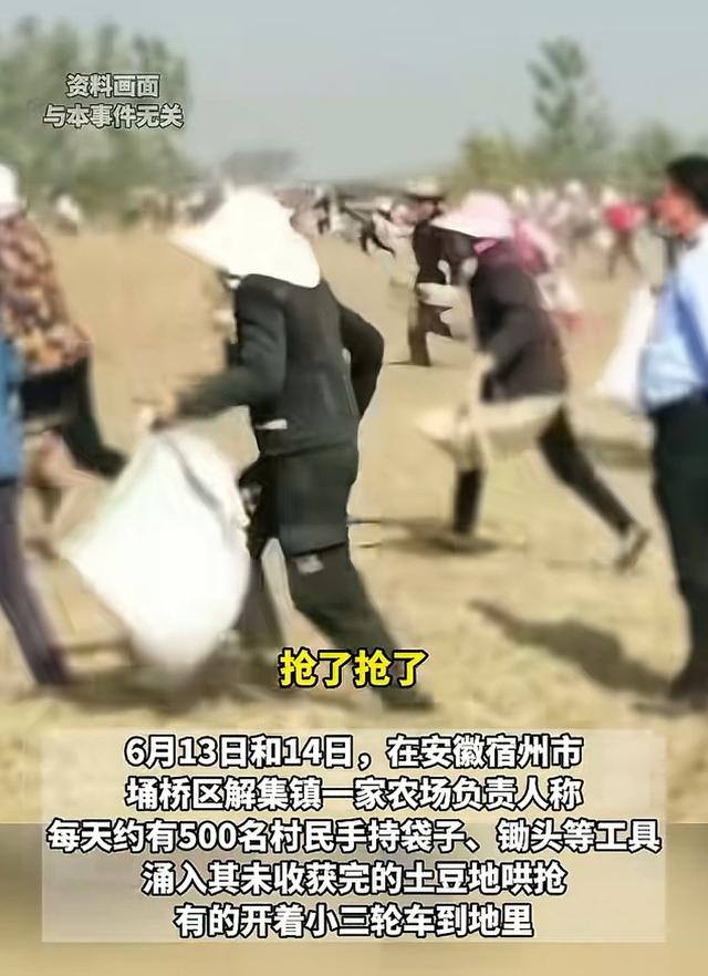 安徽500亩土豆遭哄抢后续：损掉
100万斤，警方通报，村夷易近
回应起因