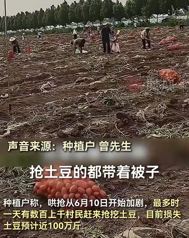 安徽500亩土豆遭哄抢后续：损掉
100万斤，警方通报，村夷易近
回应起因