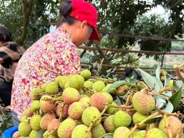 本年荔枝年夜
丰收

！一文说清10种热点
荔枝口感年夜
PK