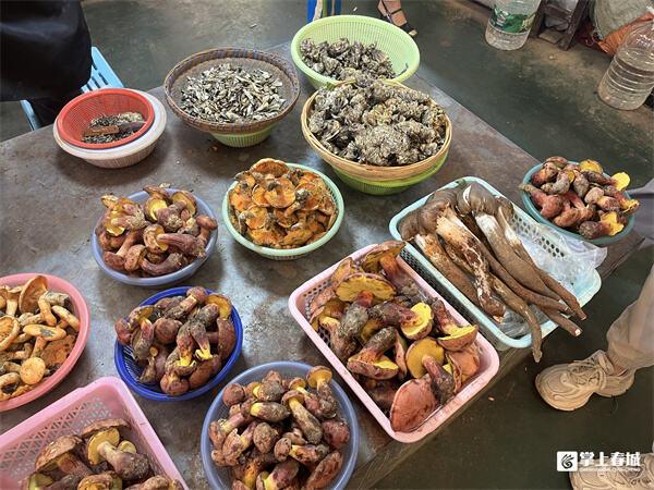 昆明野生菌上市雨季催生“亲民价”！ 附东华菜市场逛吃攻略