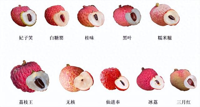 今年荔枝大年夜

丰产
！10 种热门荔枝口感大年夜

PK，一篇说清